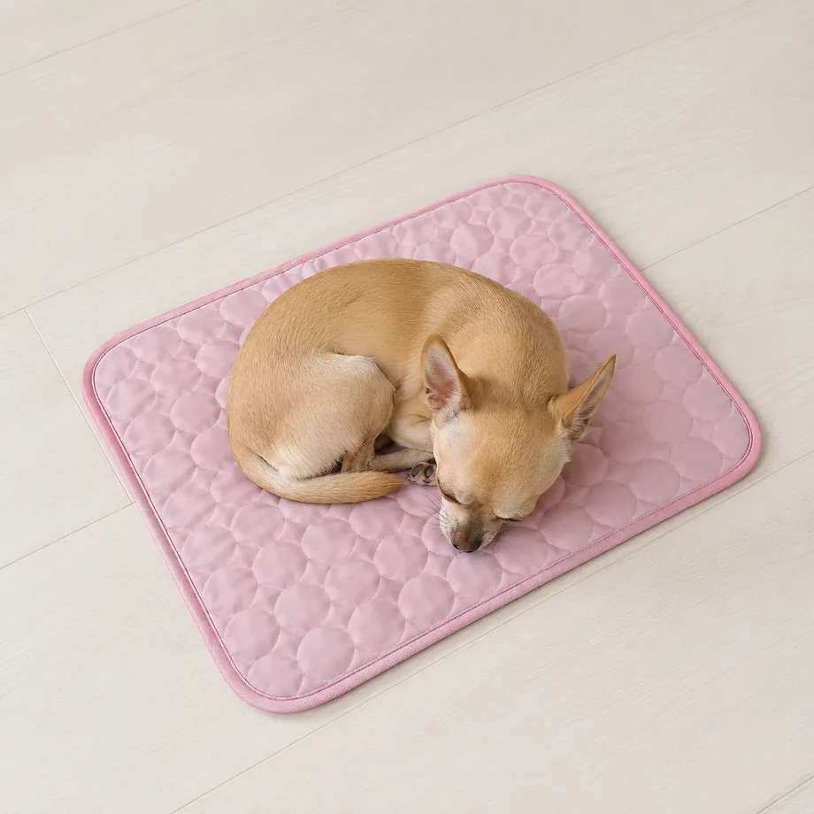 Chihuahua zusammengerollt auf einer kleinen rosa Kühlmatte