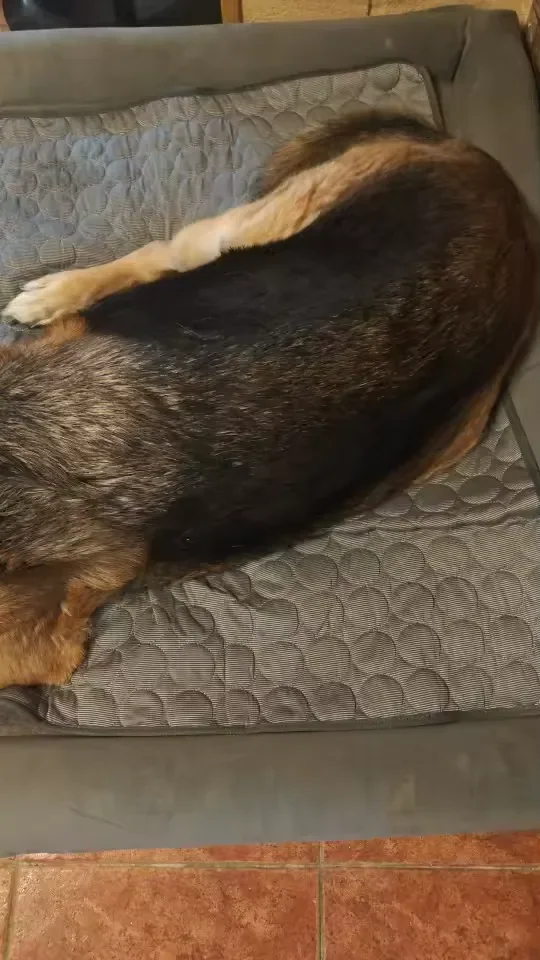 Großer Hund ausgestreckt auf einer Frimouf Kühlmatte