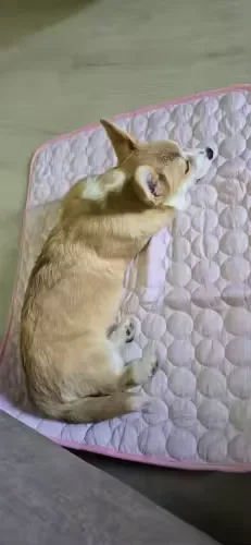 Hund vom Shiba-Typ schlafend auf einer Frimouf Kühlmatte