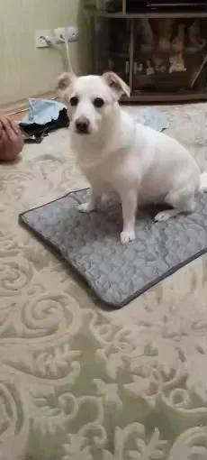 Kleiner weißer Hund auf einer Frimouf Kühlmatte