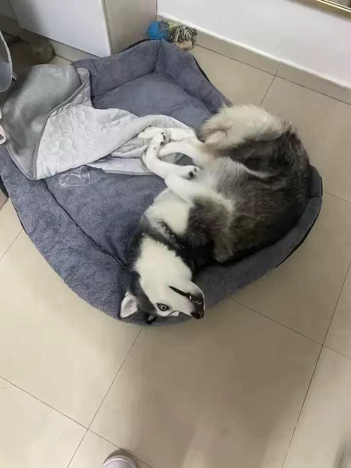 Husky neben seiner Frimouf Kühlmatte