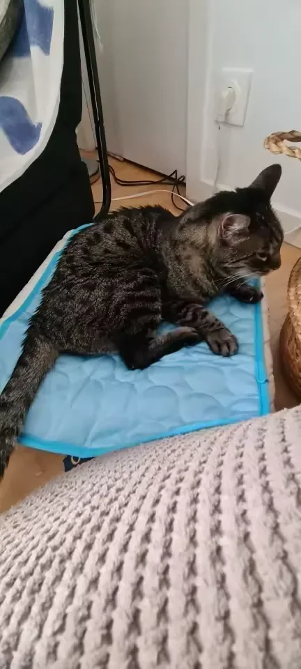 Getigerte Katze auf einer Frimouf Kühlmatte