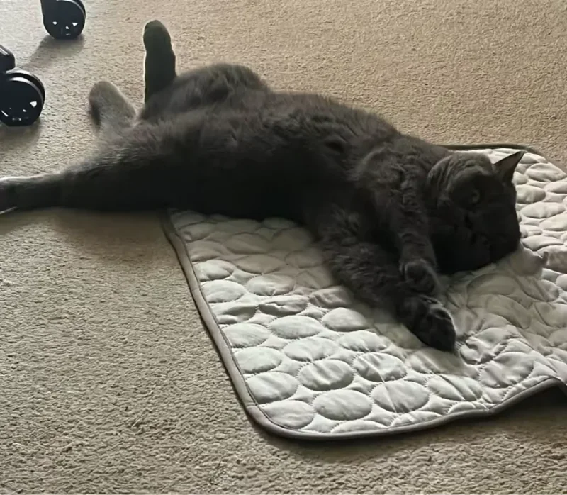 Grauer Kater ausgestreckt auf einer Frimouf Kühlmatte