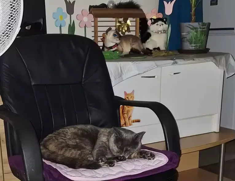 Graue Katze schlafend auf einer Frimouf Kühlmatte auf einem Sessel