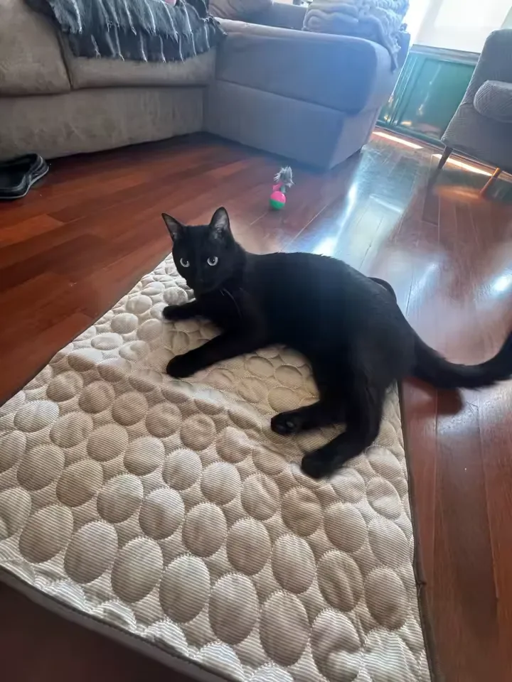 Schwarze Katze auf einer Frimouf Kühlmatte