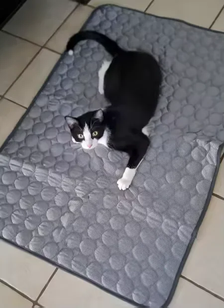 Schwarz-weiße Katze auf einer Frimouf Kühlmatte