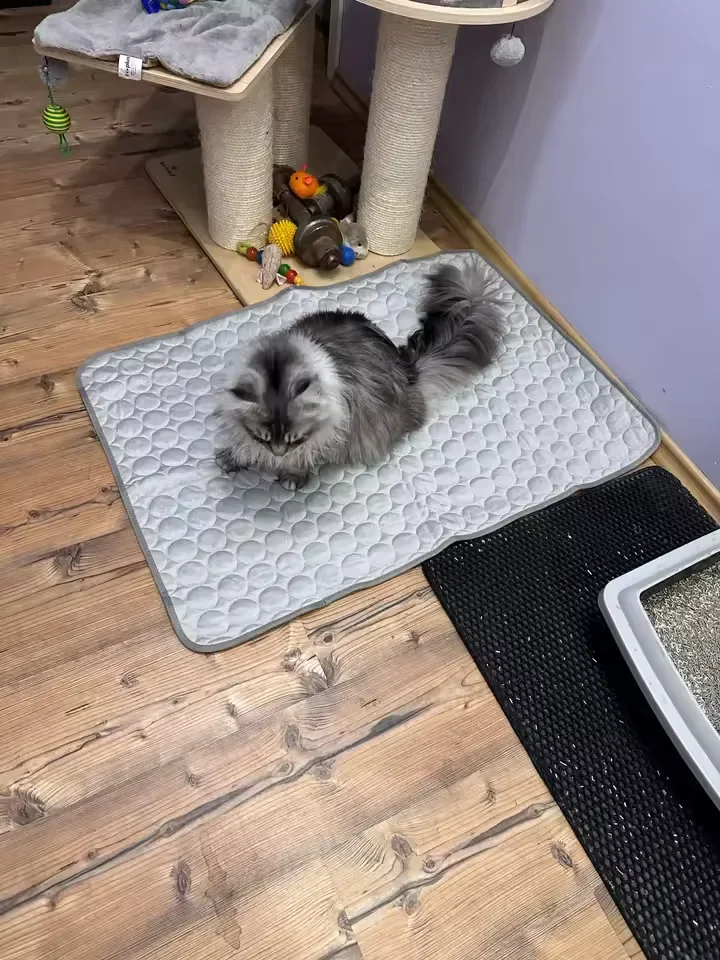 Silbergraue Langhaarkatze auf einer Frimouf Kühlmatte auf Parkett