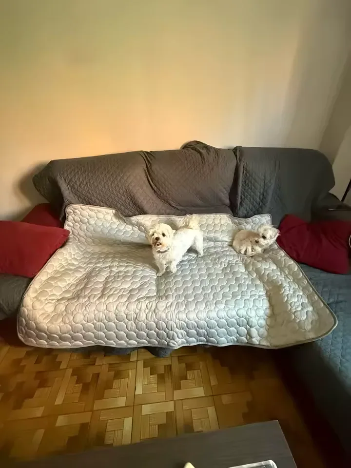Zwei kleine weiße Hunde auf einer Frimouf Kühlmatte