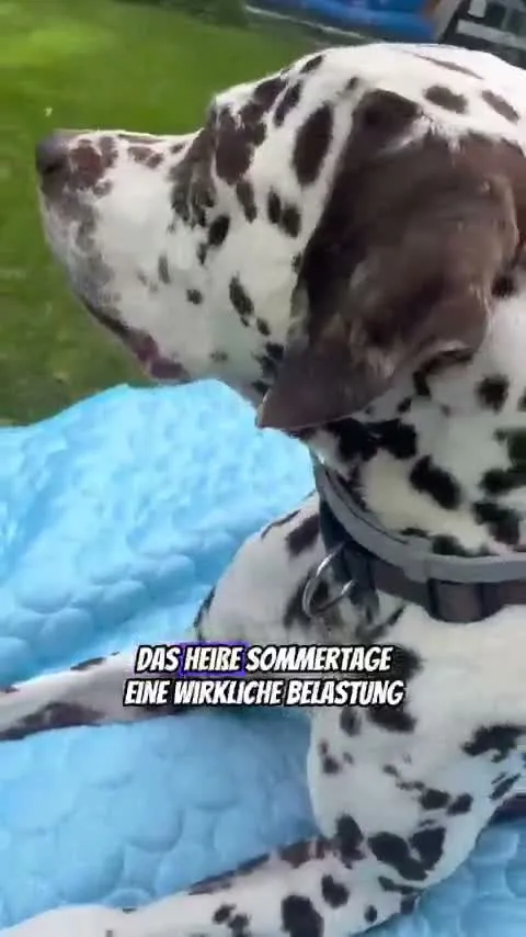 Dalmatiner liegt auf der blauen Kühlmatte im Garten